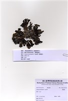 藏品(圈扇藻)的圖片